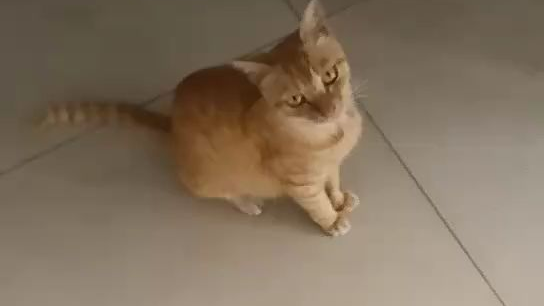 喵